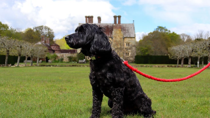 A black cockapoo dog sitting on the lawn in front of the Jacobean manor house.